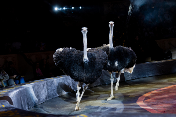 &Icy;&tcy;&acy;&lcy;&softcy;&yacy;&ncy;&scy;&kcy;&icy;&jcy; &tscy;&icy;&rcy;&kcy;&colon; &Scy;&lcy;&ocy;&ncy;&ycy; &icy; &tcy;&icy;&gcy;&rcy;&ycy;